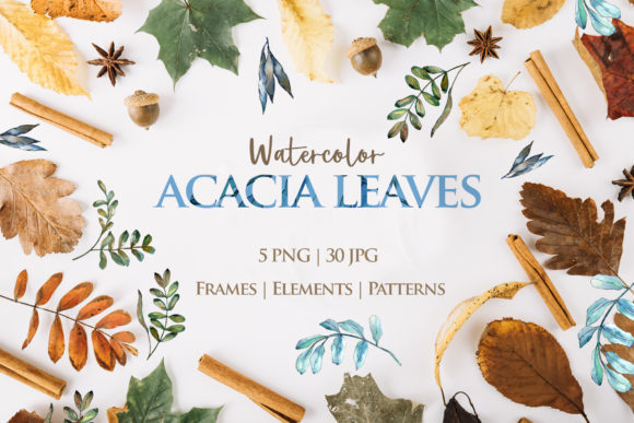 Acacia Leaves Watercolor: Natural Illustrations