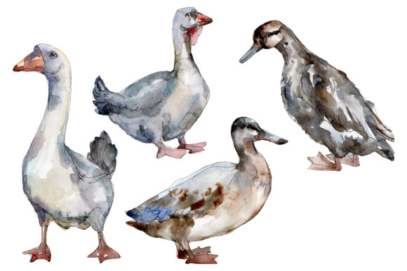 Agriculture Goose, Duck Watercolor Illustrations