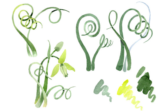 Albuca Canadensis Watercolor Illustrations