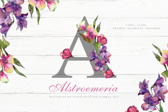 Alstroemeria Watercolor: Editorial Illustrations