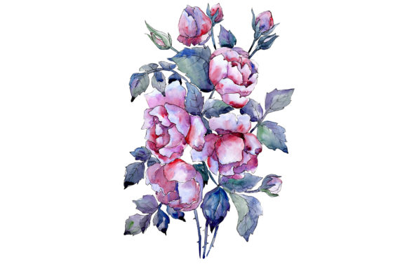 Bouquet of Roses Flower Watercolor Illustrations