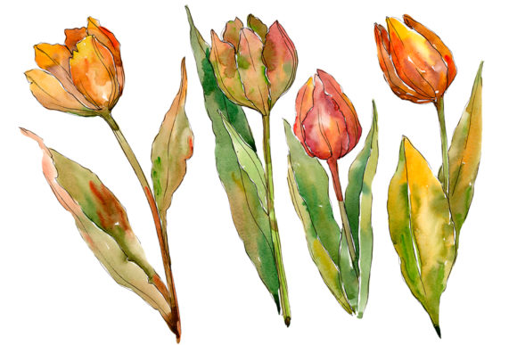 Colorful Autumn Tulips Watercolor Set Illustrations
