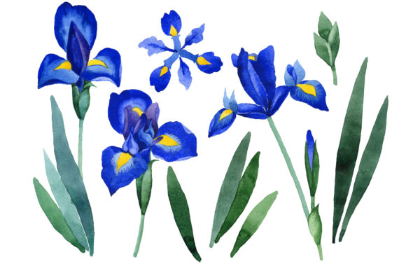 Cool Blue Irises Watercolor Set Illustrations