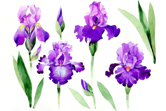 Cool Purple Irises Watercolor Set Review