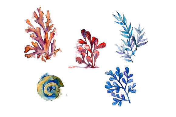 Coral Crown of Thorns Watercolor Illustrations