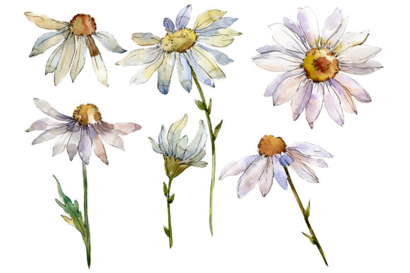 Daisy White Watercolor: Illustrations for Sellers