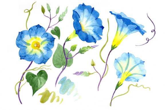 Elegant Ipomoea Blue Flower Illustrations