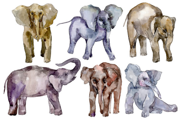 Elephant Watercolor Illustrations Review