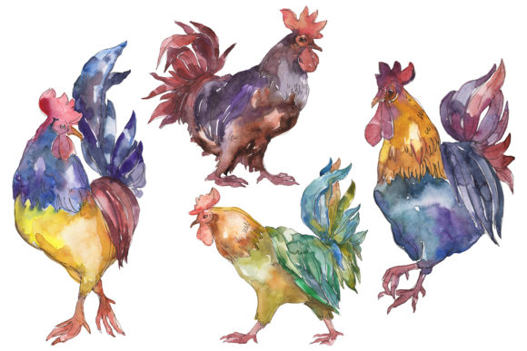 Farm Animals Cock Watercolor Illustrations Review