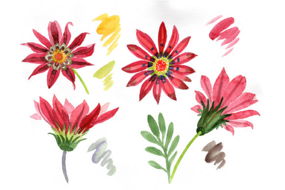 Flower Red Gazania Watercolor Set & Illustrations