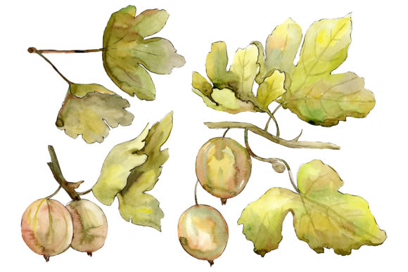 Gooseberry Watercolor: A Designer's Stitch Review