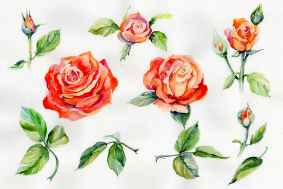 Light Red Rose Watercolor Flower Set Review