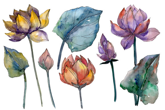 Lotus Flower Watercolor: Illustrations for Sellers