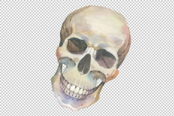 One Skull Watercolor Set: Illustrations Review