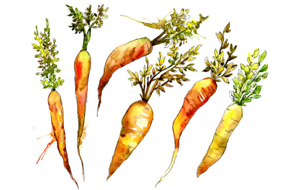 Orange Carrot Watercolor Vegetables Set Review
