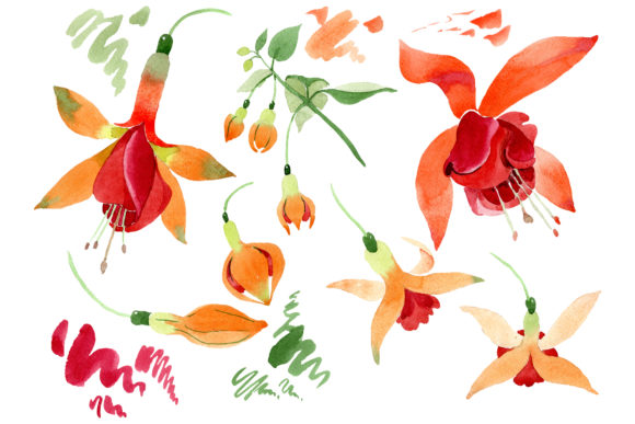 Orange Fuchsia Watercolor Illustrations Review