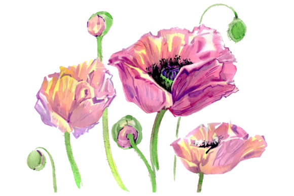 Original Poppy Watercolor: A Review for Illustrations