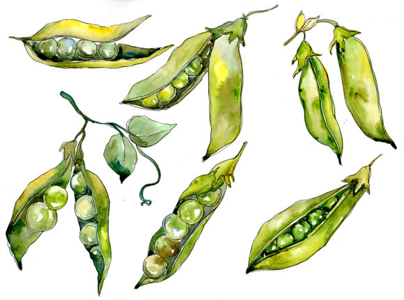Pea Seed Vegetables Watercolor Set Illustrations