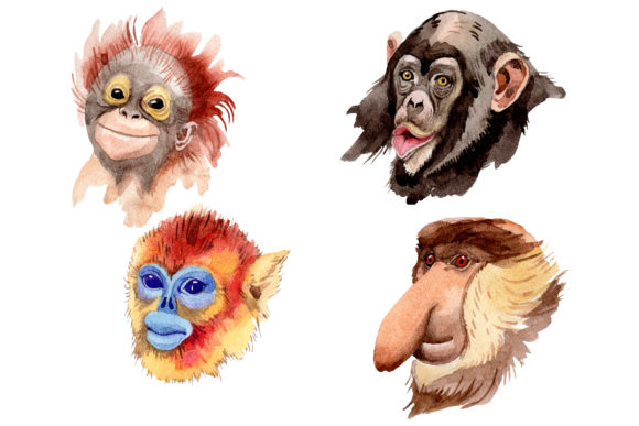 Primates Watercolor Illustrations Review