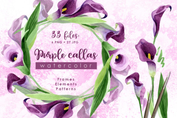 Purple Callas Watercolor Illustrations Review