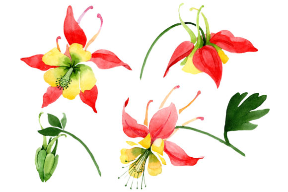 Red Aquilegia Flower Watercolor & Illustrations