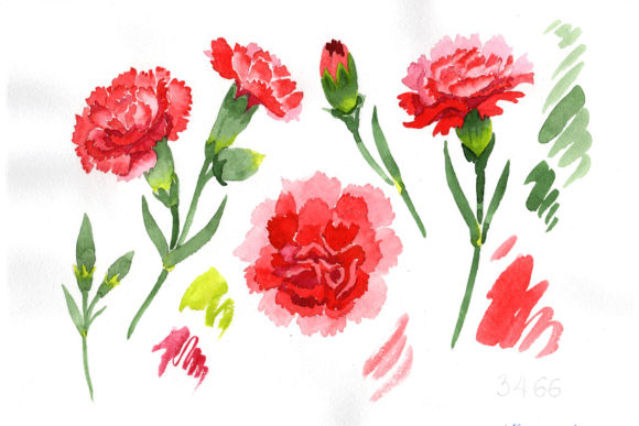 Red Dianthus Watercolor Flower Set Review