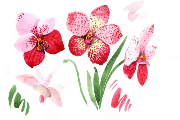 Red Orchid Vanda Watercolor Set & Illustrations