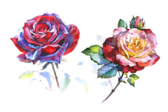 Stunning Big Red Rose Watercolor Set & Illustrations