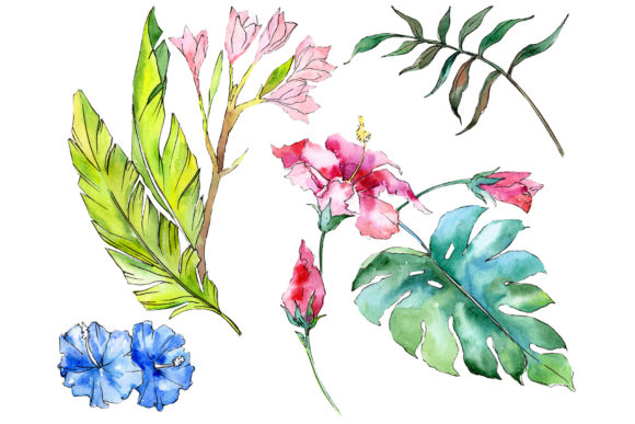 Tropical Plants Watercolor Illustrations Review