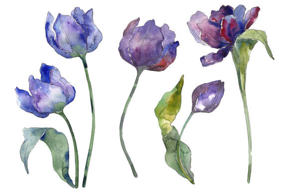 Tulips Blue Watercolor Illustrations for Brands