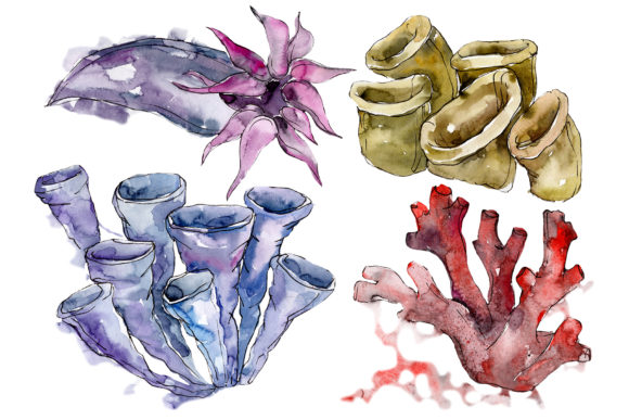Unique Sea Corals Watercolor Illustrations Review
