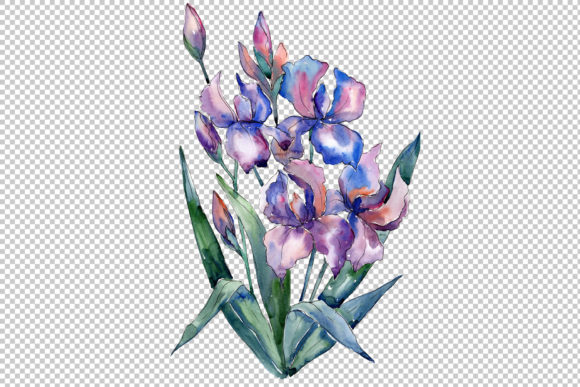 Violet Irises Watercolor Set Illustrations