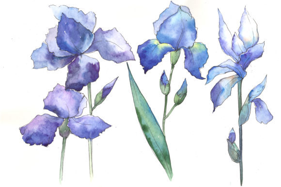 Watercolor Blue Irises Set: Illustrations Review