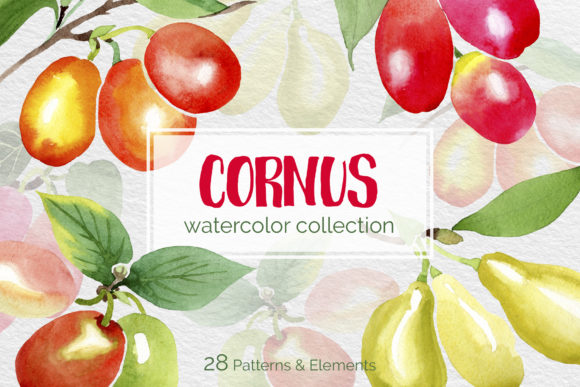 Watercolor Flowers Yellow Cornus Mas Review