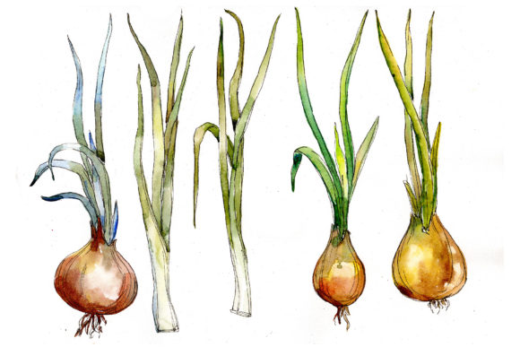 Watercolor Onion Vegetables Set Illustrations