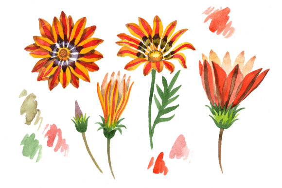 Wildflower Orange Gazania Watercolor Set Illustrations