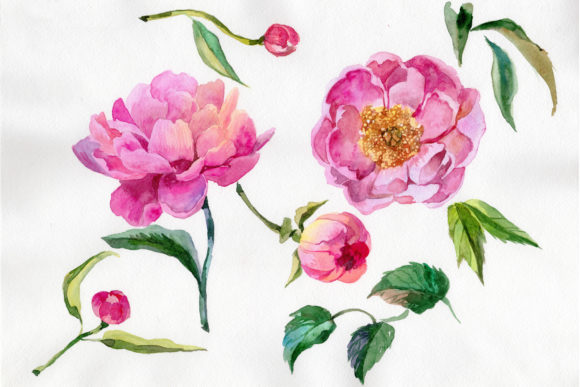 Wildflower Peony Watercolor Illustrations